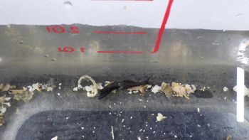 Media type: image;   Invertebrate Zoology 153333 Description: Live specimen.;